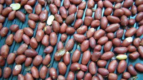 арахисовая паста домашняя