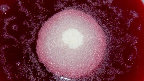 ягодный мусс