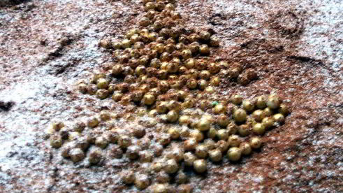 рождественский тирамису