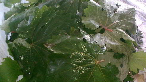 долма из копченой рыбы