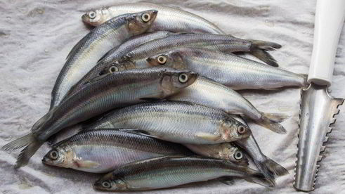 ряпушка жареная