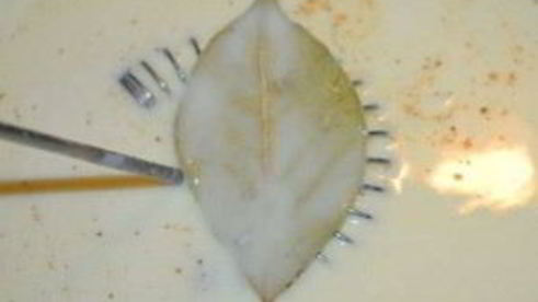 лазанья со шпинатом