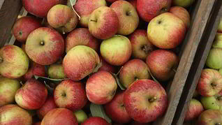 Печень с яблоками