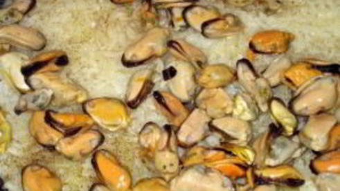 ризотто с мидиями