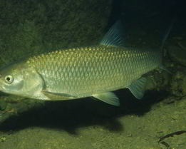 Рыба голавль