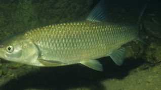 Рыба голавль