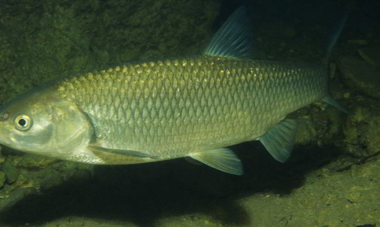 Рецепт рыбы голавль