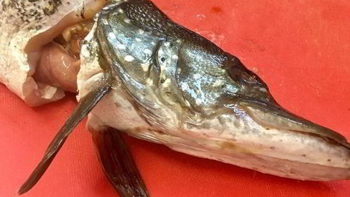 щука фаршированная первый улов