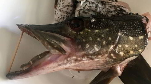 щука фаршированная первый улов