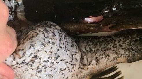 щука фаршированная первый улов