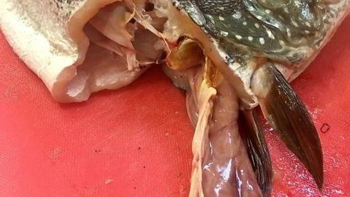 щука фаршированная первый улов