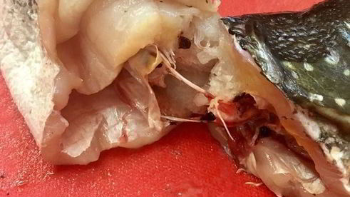 щука фаршированная первый улов