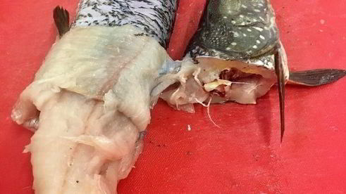 щука фаршированная первый улов