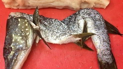 щука фаршированная первый улов