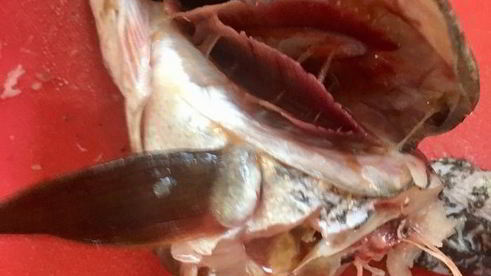 щука фаршированная первый улов