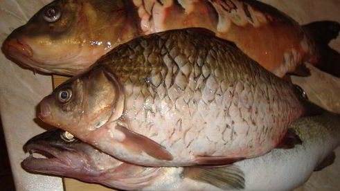 жареные карась и икра со сметанным соусом