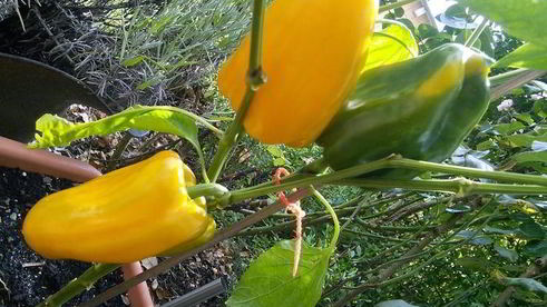 куриный шашлычок по-карибски с манговой сальсой