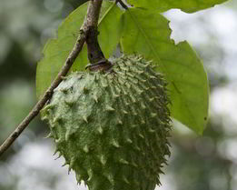 Зеленый чай с саусепом