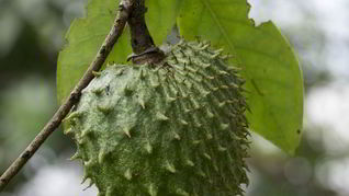 Зеленый чай с саусепом