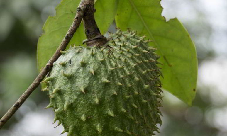 Рецепт зеленого чая с саусепом