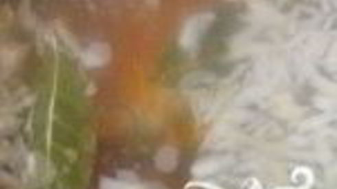 уха из карася