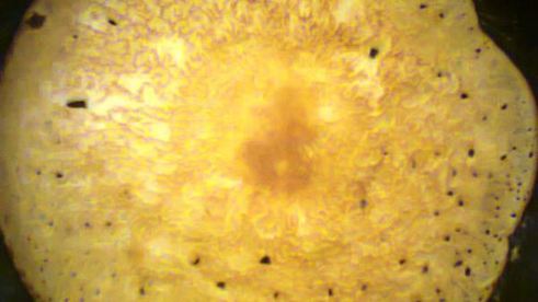 блины со сметано-творожной начинкой