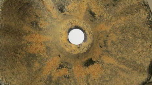 кекс внезапный гость