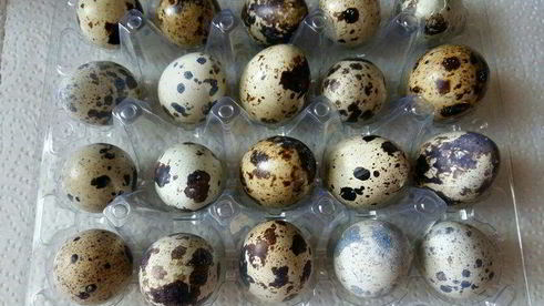 конвертики с перепелиным яйцом и зеленью