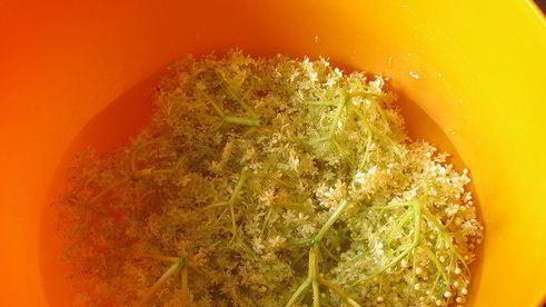 косматице оладьи из цветов черной бузины