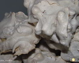 Печенье Птичьи гнезда