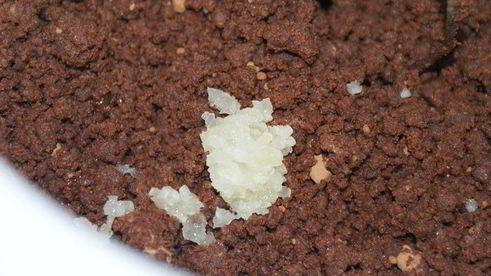 шоколадное печенье с чесноком