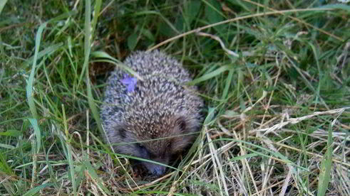 кабачково-морковный пирог с лимонным кремом