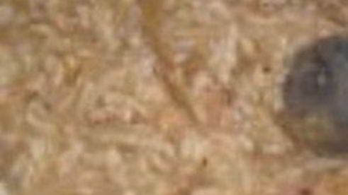 пирог с луком