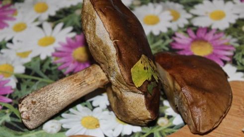 жареные пирожки с баклажанами мясом и грибами