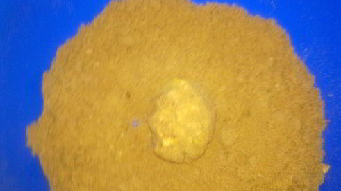 пирожное к чаю без выпечки