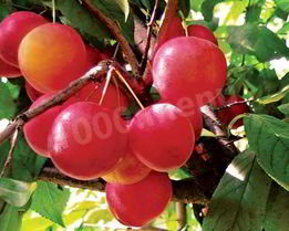 Алычовый компот из алычи на зиму