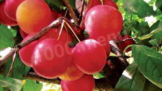 Алычовый компот из алычи на зиму