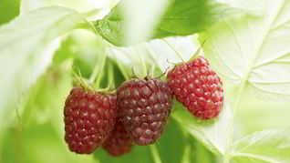 Компот из малины