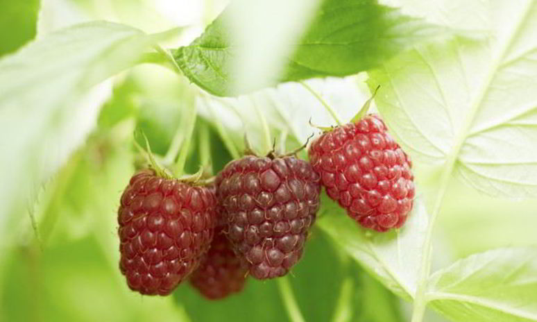 Рецепт компота из малины