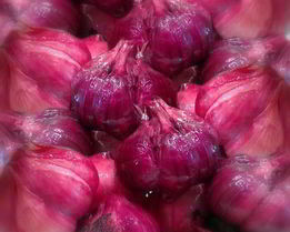 Квашеный чеснок