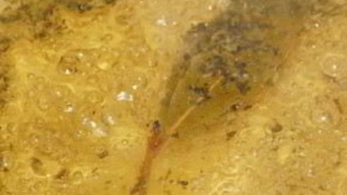 быстрые маринованные шампиньоны