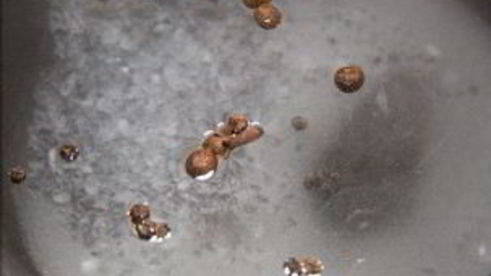 маринование стрелок чеснока