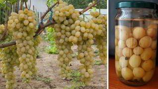 Маринованный виноград