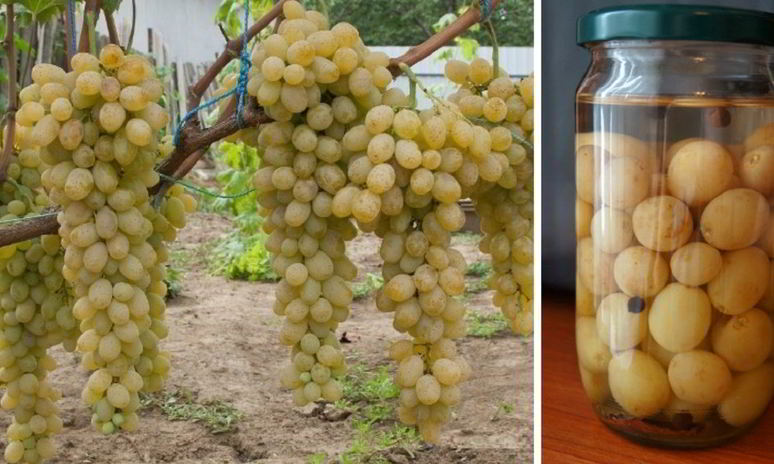 Рецепт маринованного винограда