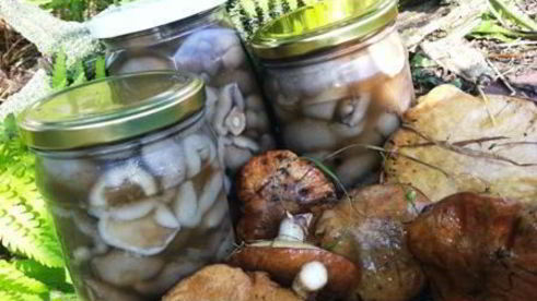 маринованные маслята