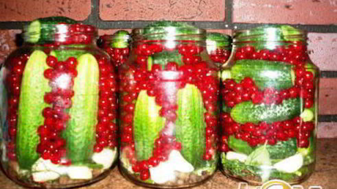 маринованные огурчики с ягодами красной смородины