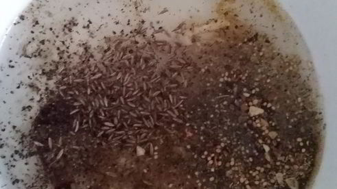 маринованные шампиньоны