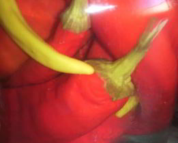 Острый перец маринованный