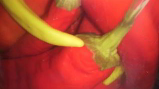 Острый перец маринованный