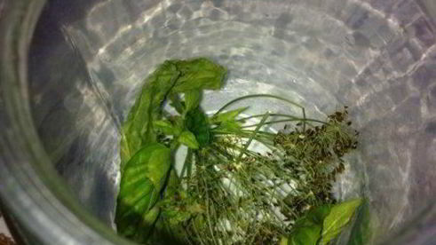 помидоры маринованные с базиликом